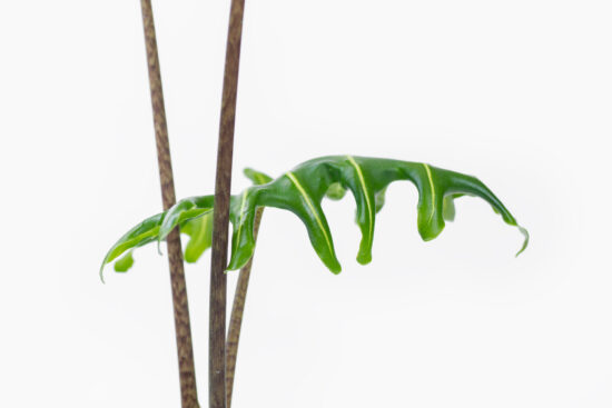 0114-alocasia觀音蓮圖鑑-菩提葉緣