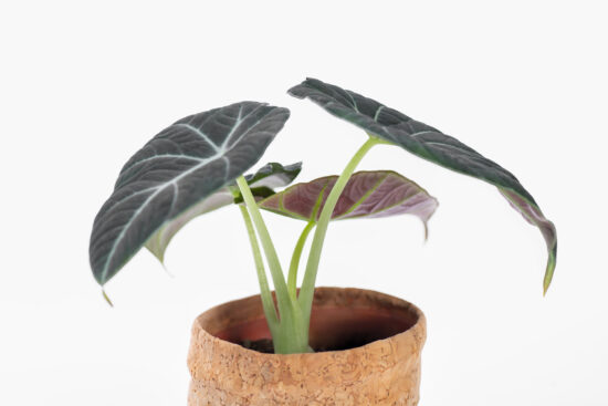 0114-alocasia觀音蓮圖鑑-黑絲絨葉背