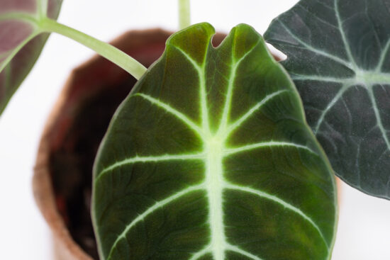 0114-alocasia觀音蓮圖鑑-黑絲絨螢光新葉