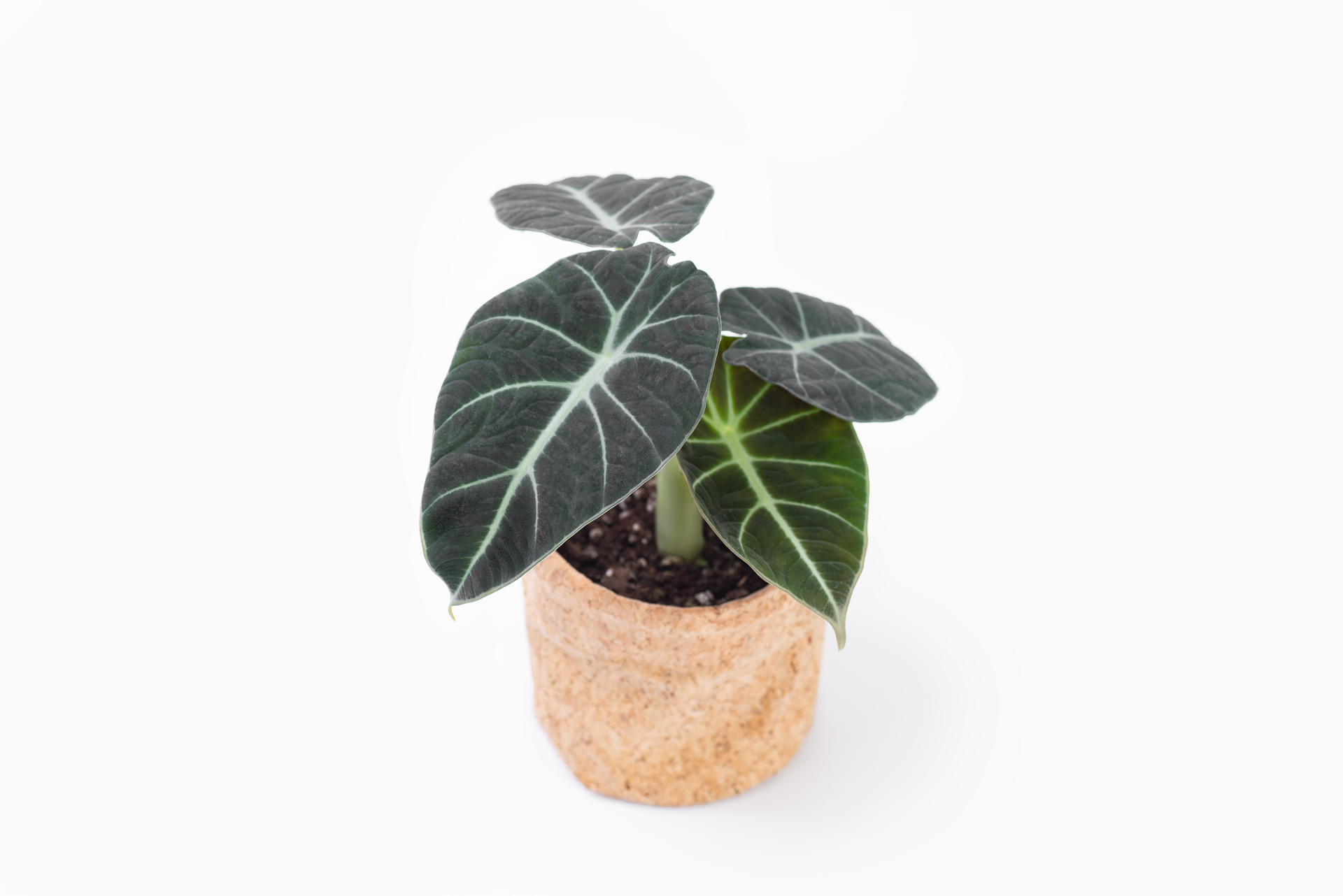 0114-alocasia觀音蓮圖鑑-黑絲絨