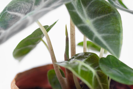 0114-alocasia觀音蓮圖鑑-黑葉新芽