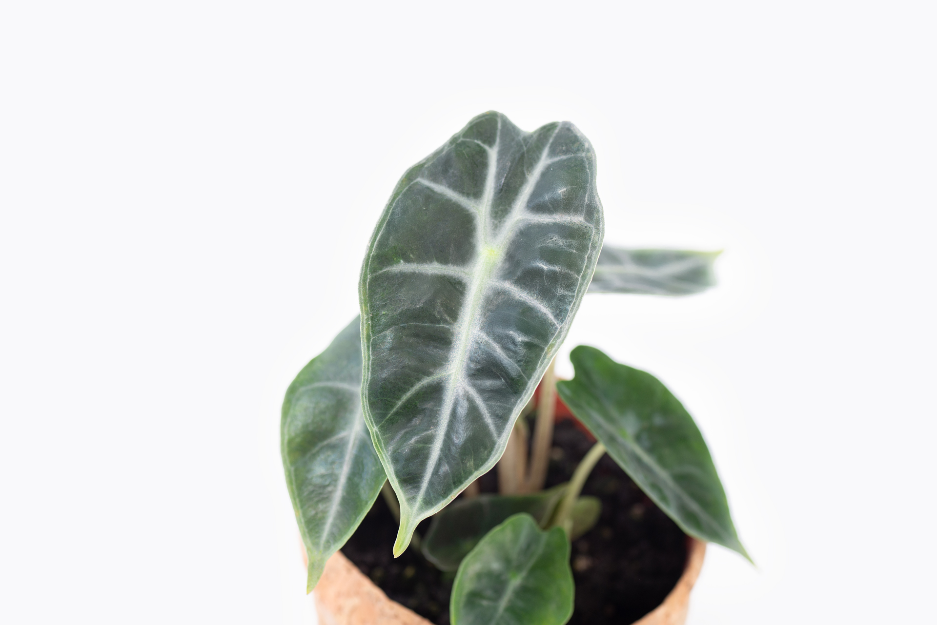 0114-alocasia觀音蓮圖鑑-黑葉