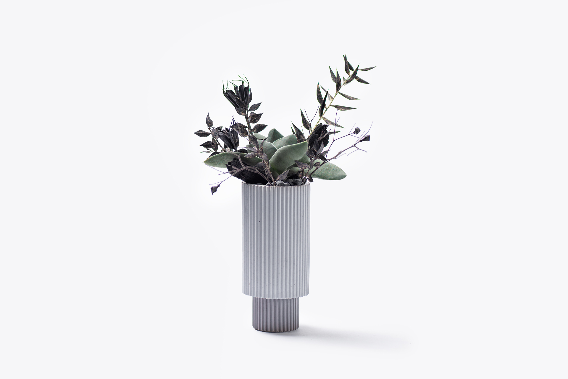 0220-每月多肉神刀介紹 青鎖龍屬