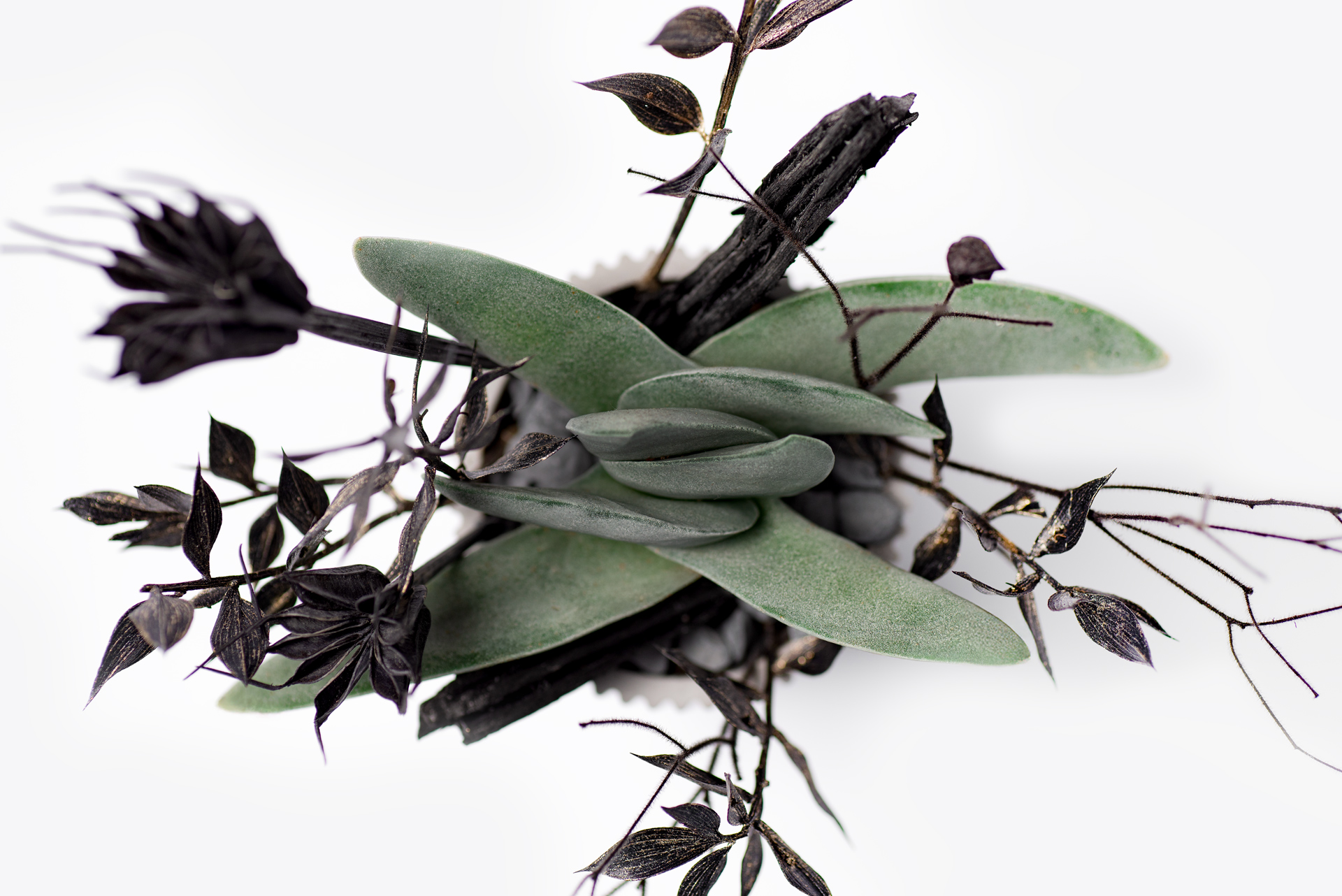 0220-每月多肉神刀俯視交錯葉片