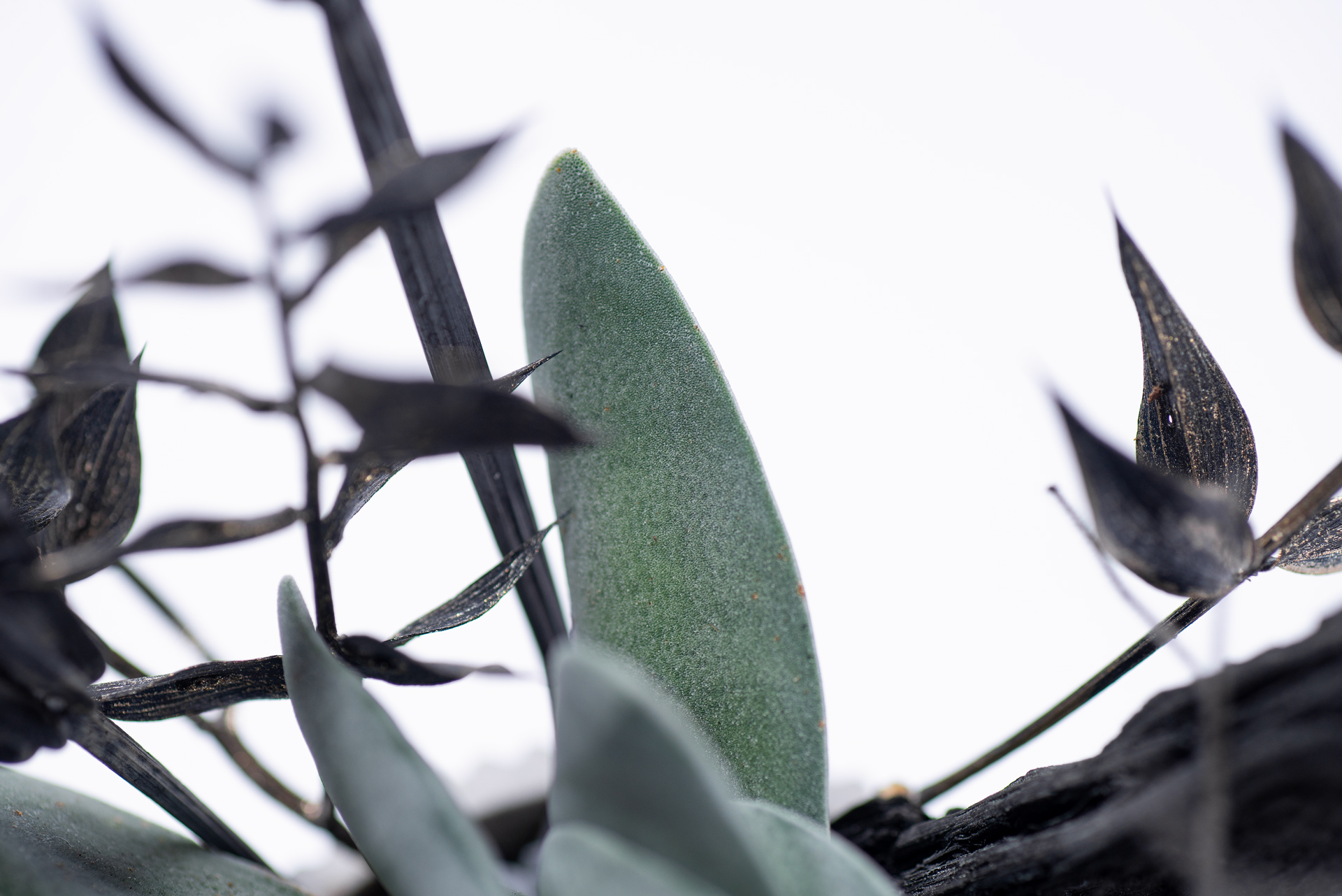 0220-每月多肉神刀狀葉片