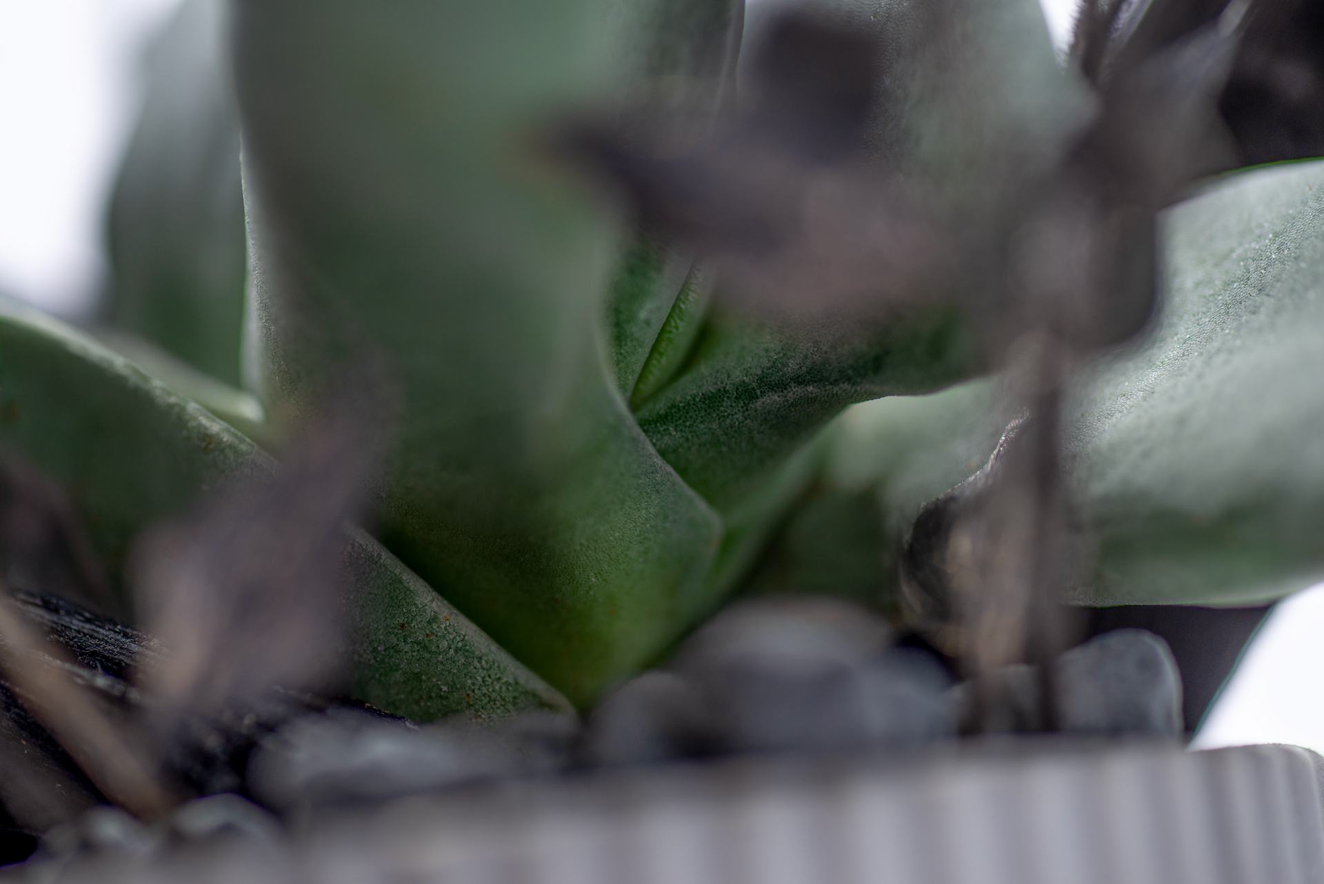 0220-每月多肉神刀節間