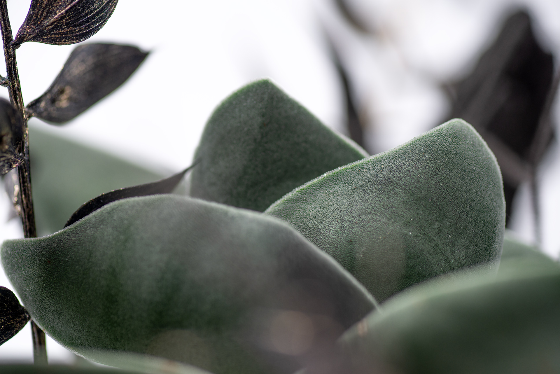 0220-每月多肉神刀葉片微距特寫