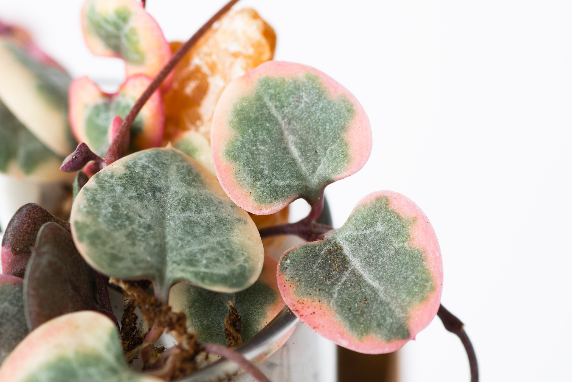 愛之蔓斑葉特寫