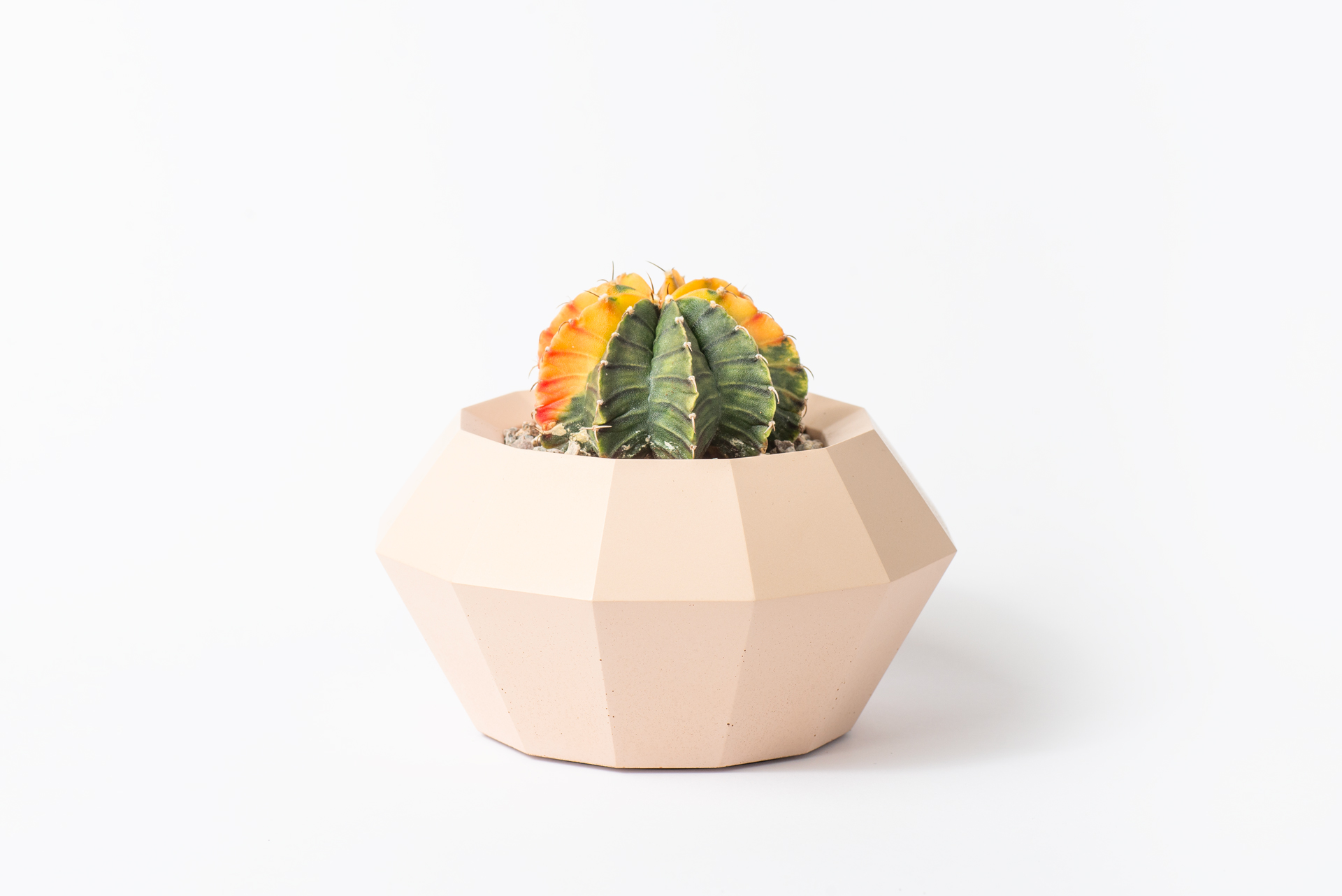 牡丹玉錦與台灣設計盆器