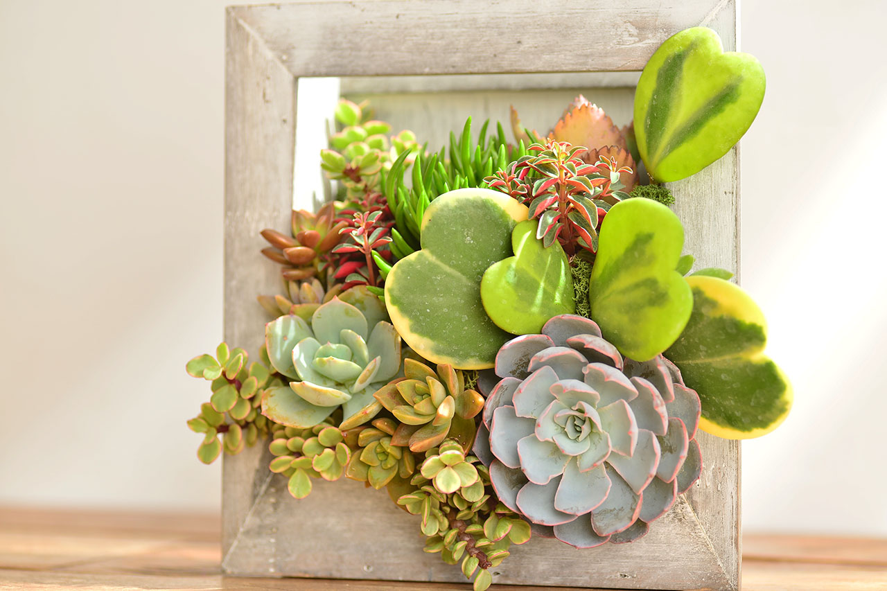 [ 多肉組盆 ] 拾光收藏 