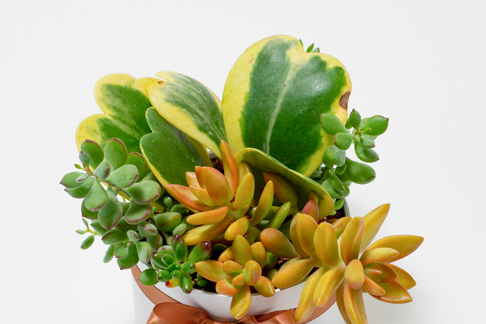 翩翩晶采 0311 網路商店開幕送禮拍攝 植物特寫132