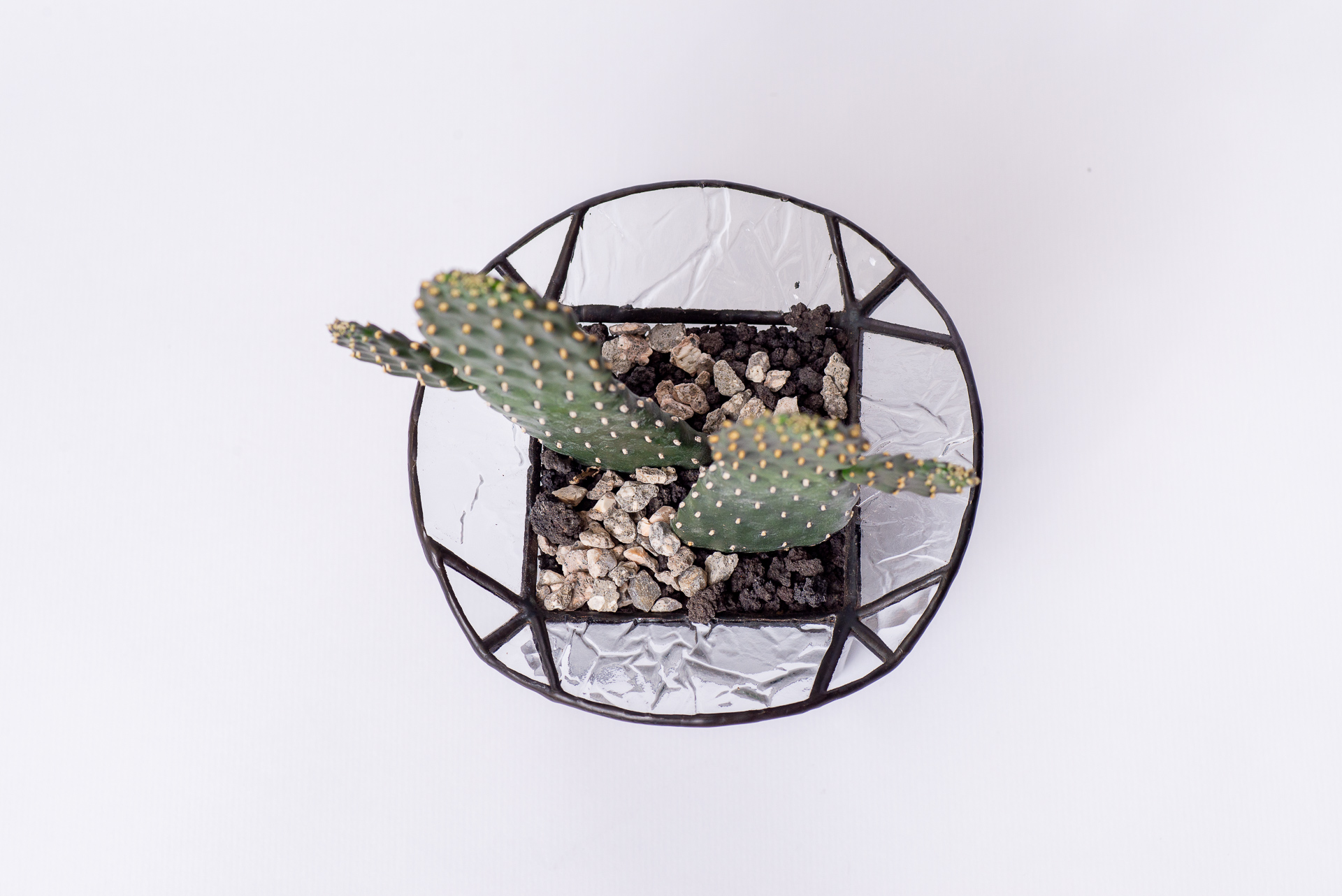 0324 每月多肉萬歲仙人掌-俯視拍玻璃鑲嵌盆器