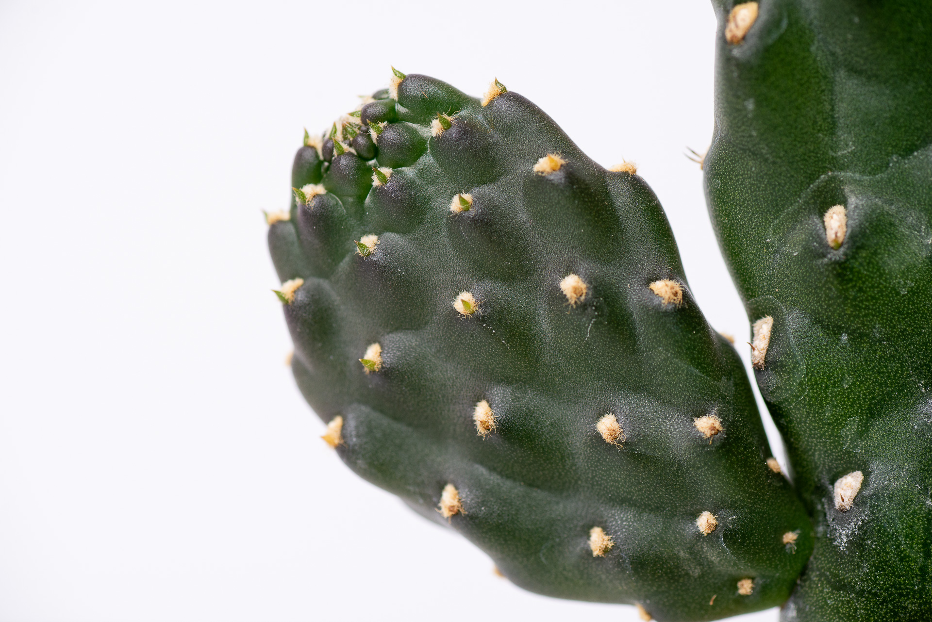 0324 每月多肉萬歲仙人掌-側芽生長