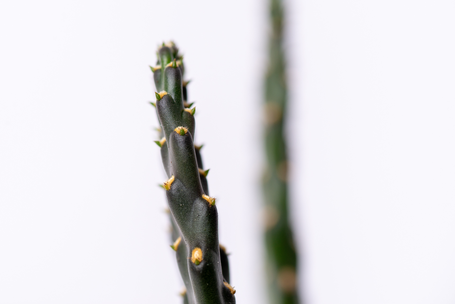 0324 每月多肉萬歲仙人掌-側邊扁平姿態