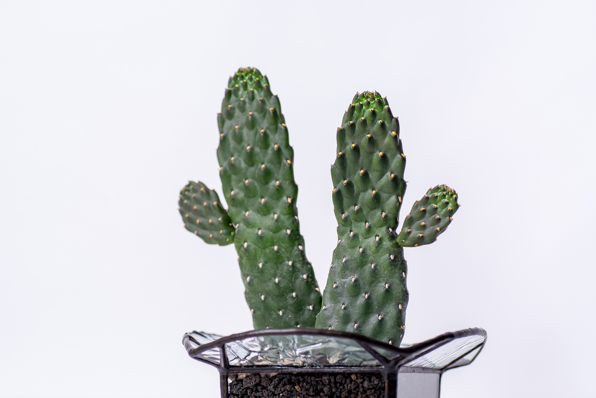 0324 每月多肉萬歲仙人掌-側面