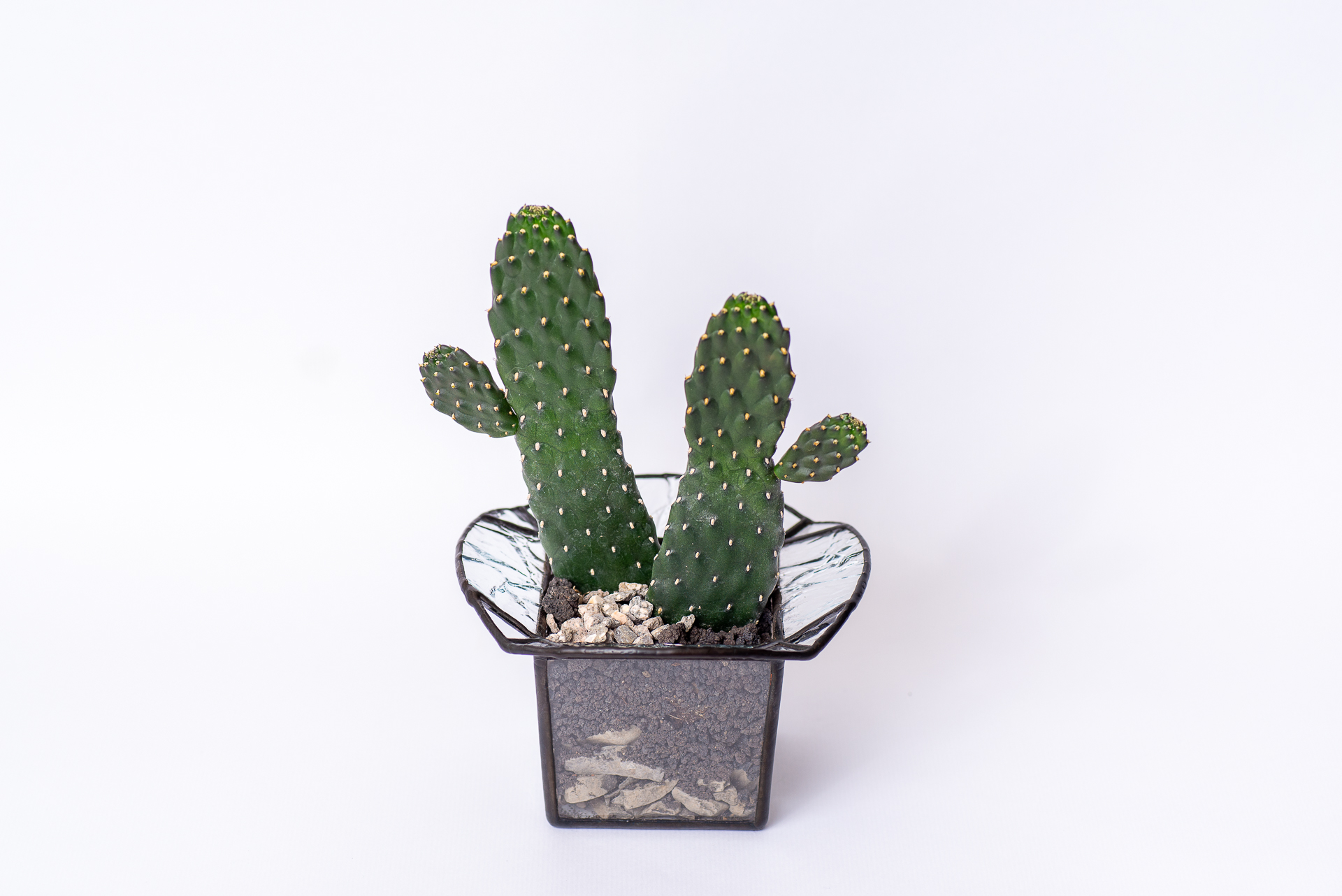 0324 每月多肉萬歲仙人掌-整植株