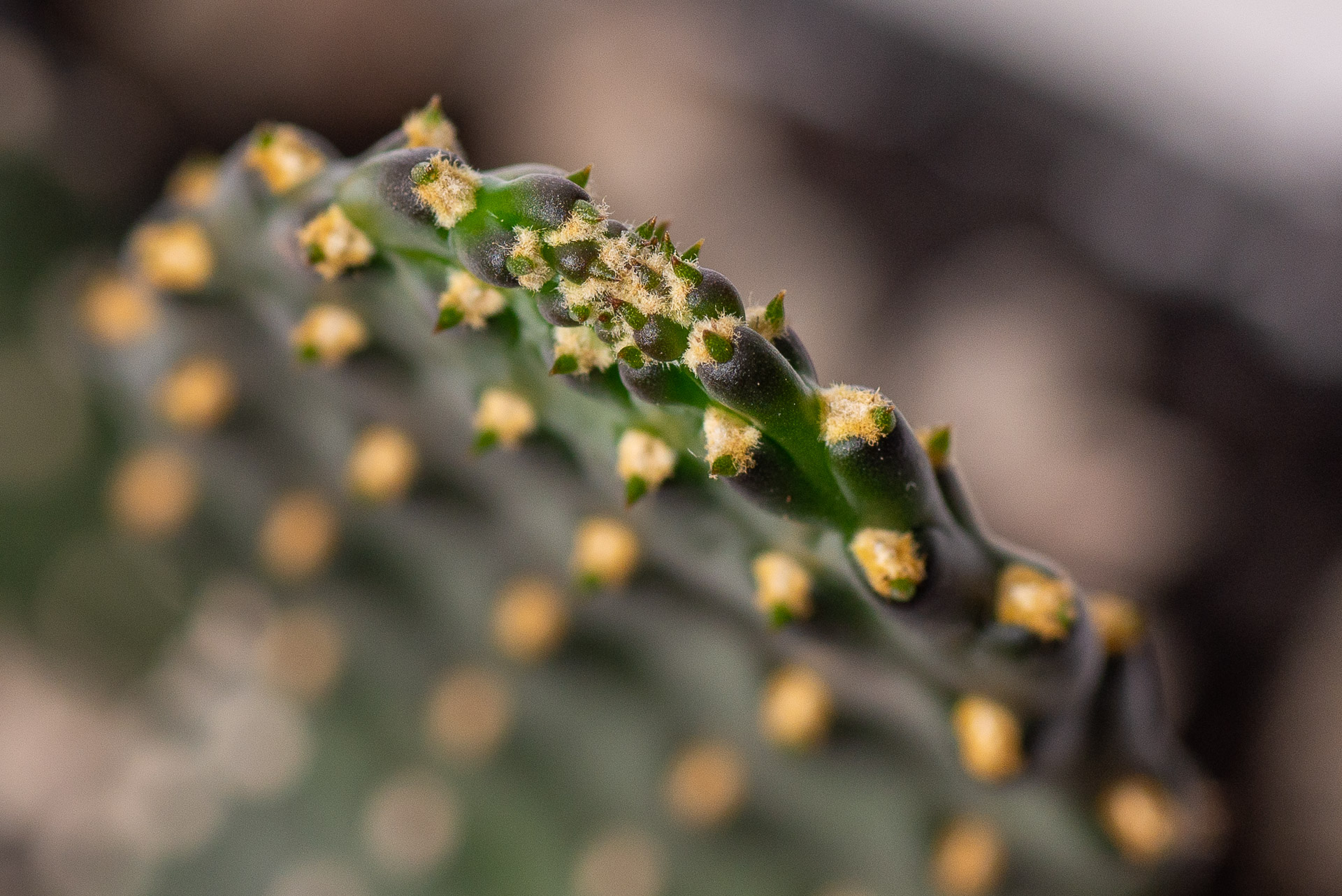 0324 每月多肉萬歲仙人掌-生長點微距