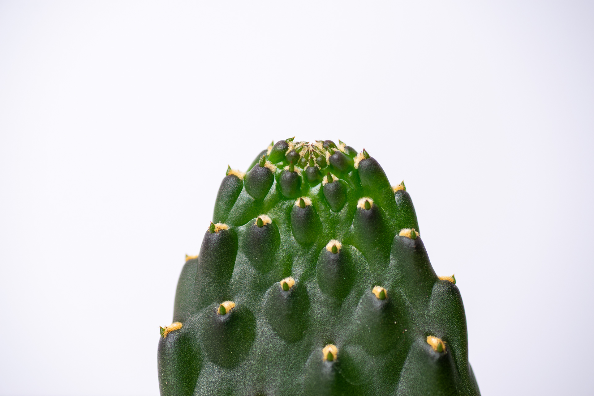 0324 每月多肉萬歲仙人掌-頂端生長點