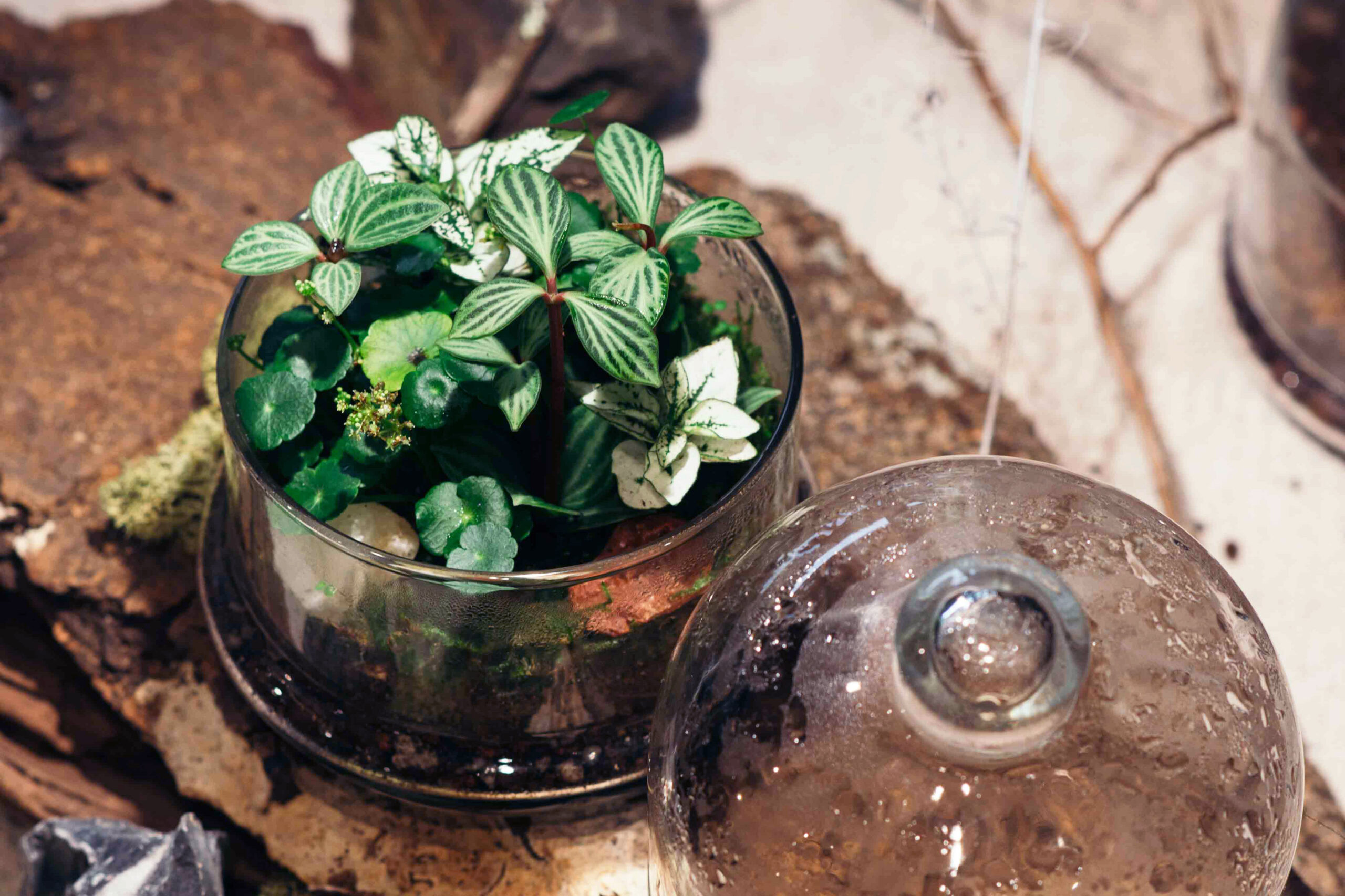 室內植物擺設 3 案例｜台灣在地的造景實踐 0418 VIP生態瓶多肉植物造景＠有肉 10 拷貝 scaled