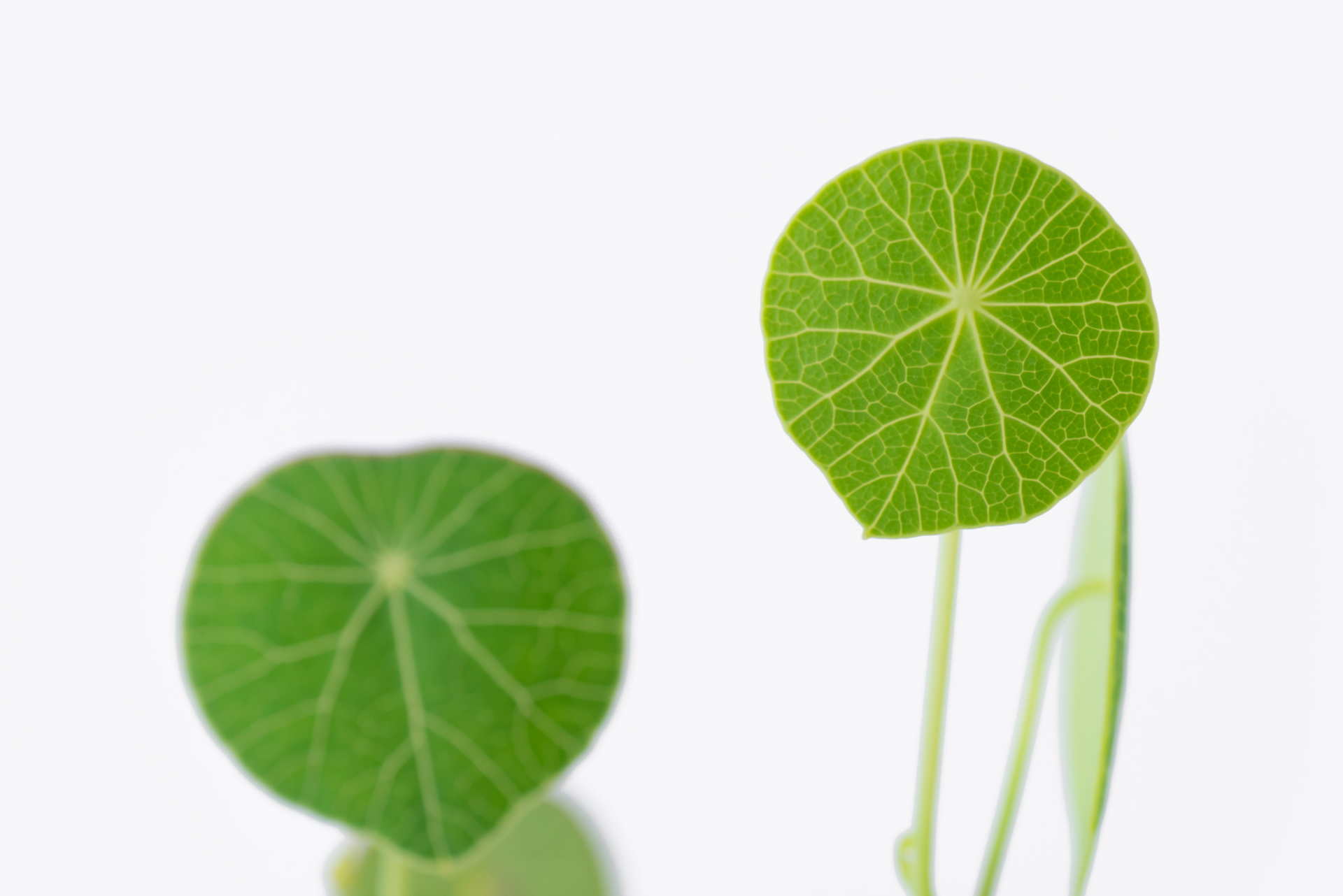 塊根多肉山烏龜葉片