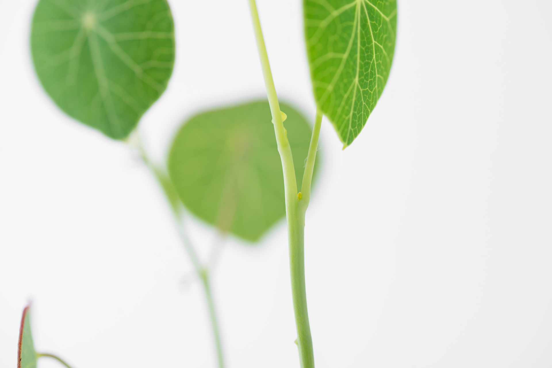 多肉圖鑑：山烏龜 0423 每月一肉山烏龜 024