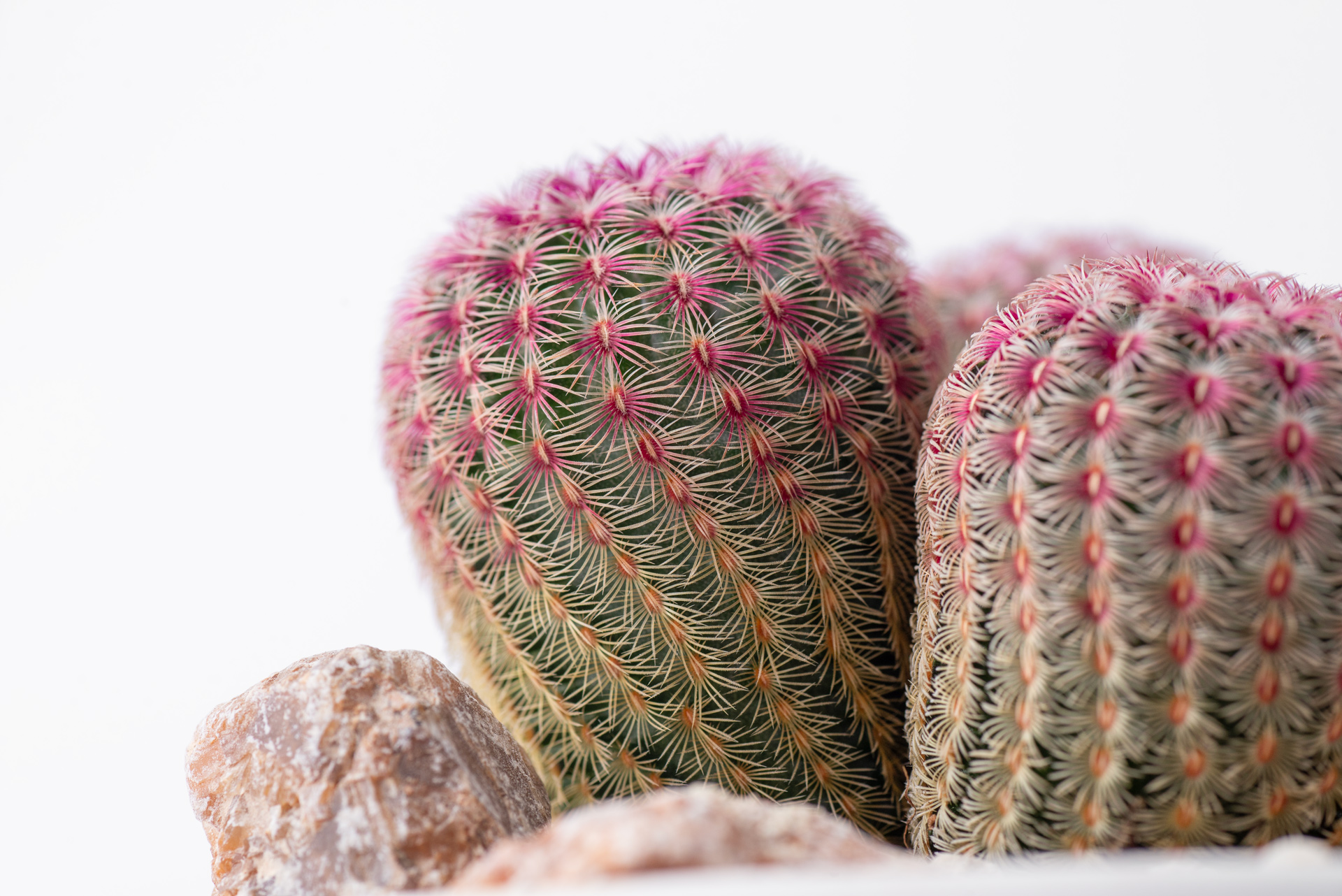 紫太陽仙人掌側面