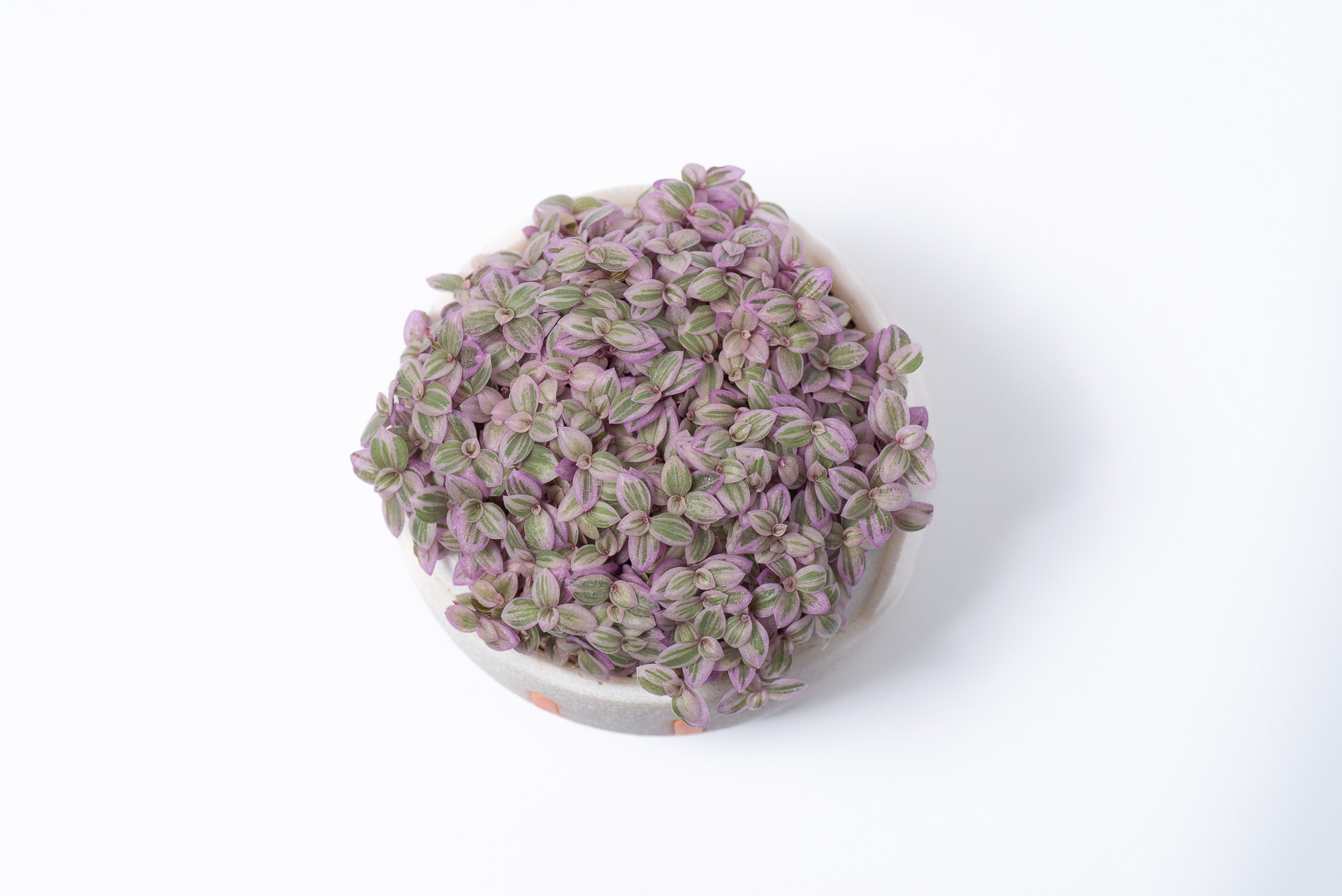 0527 每月一多肉胭脂雲-俯視