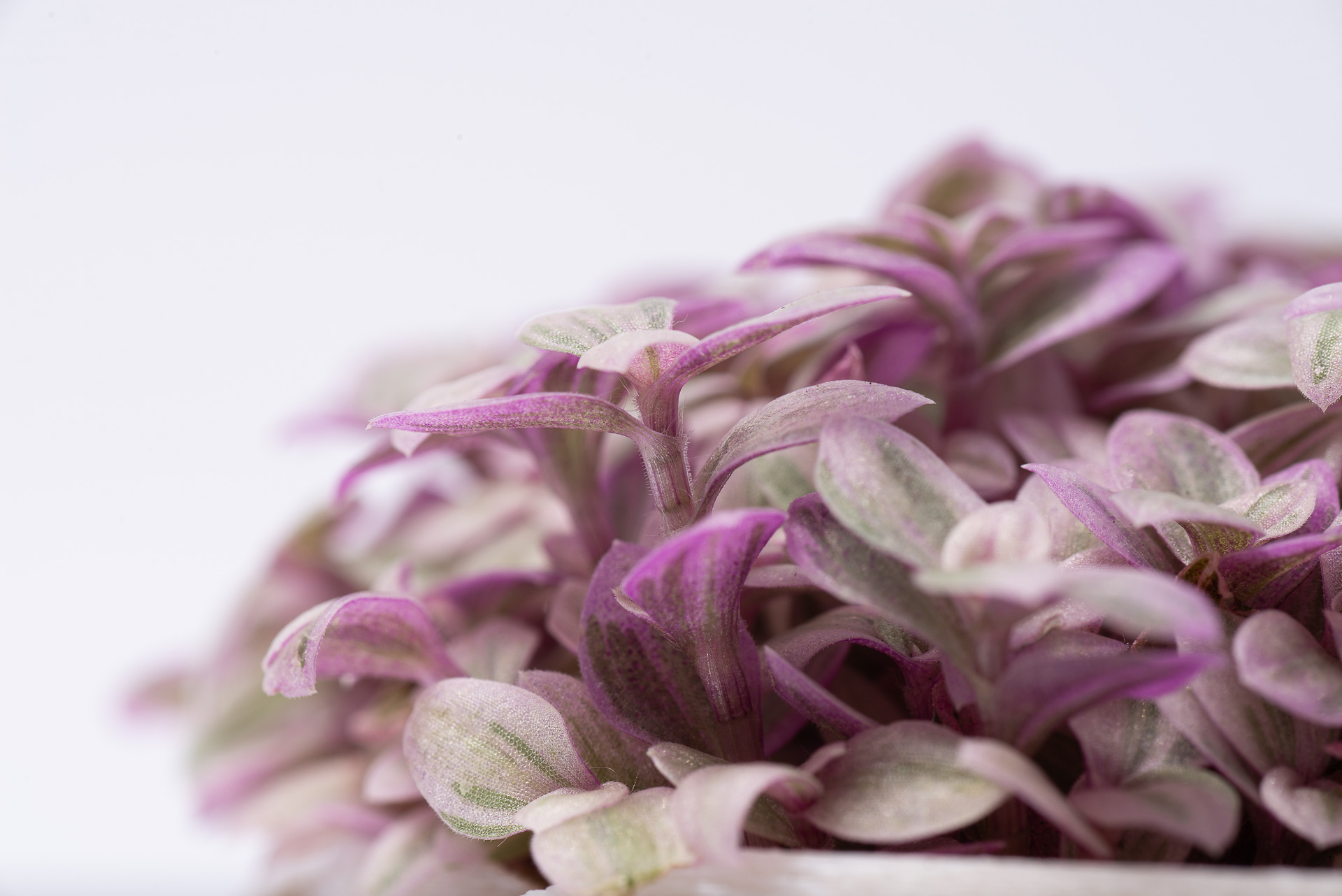 0527 每月一多肉胭脂雲-微距攝影葉梗