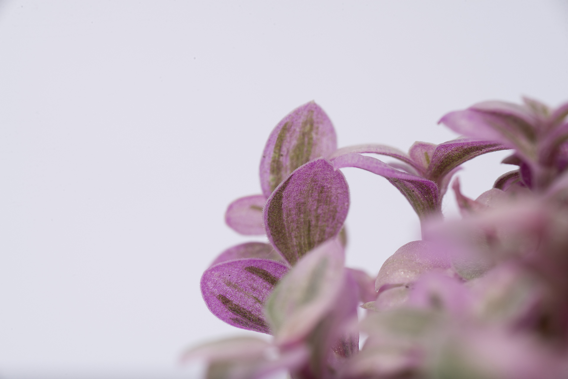 0527 每月一多肉胭脂雲-0葉背斑葉特寫