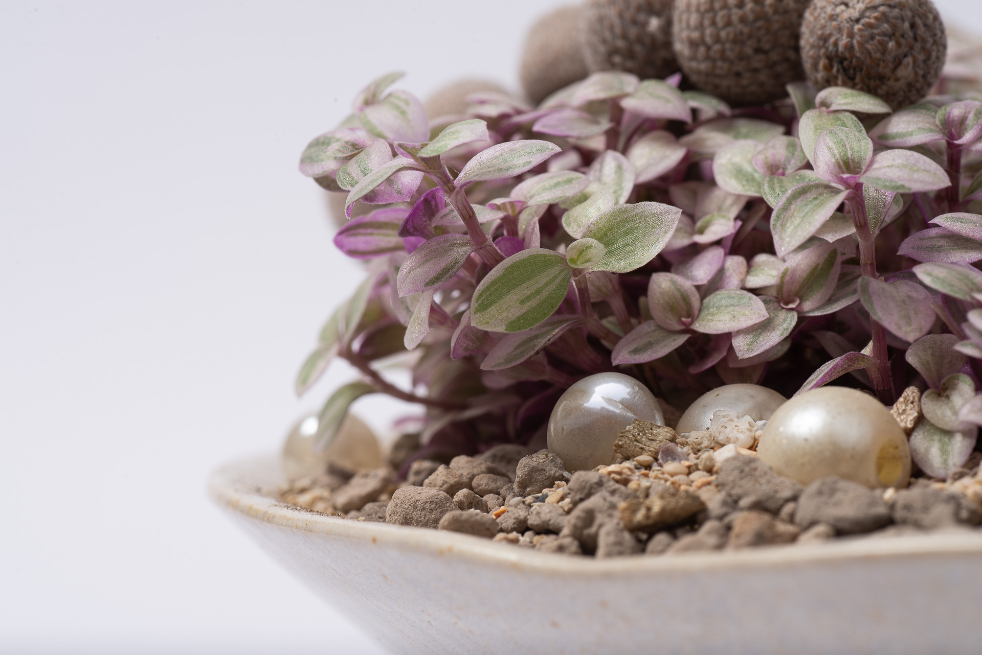 0527 每月一多肉胭脂雲-組合多肉植栽