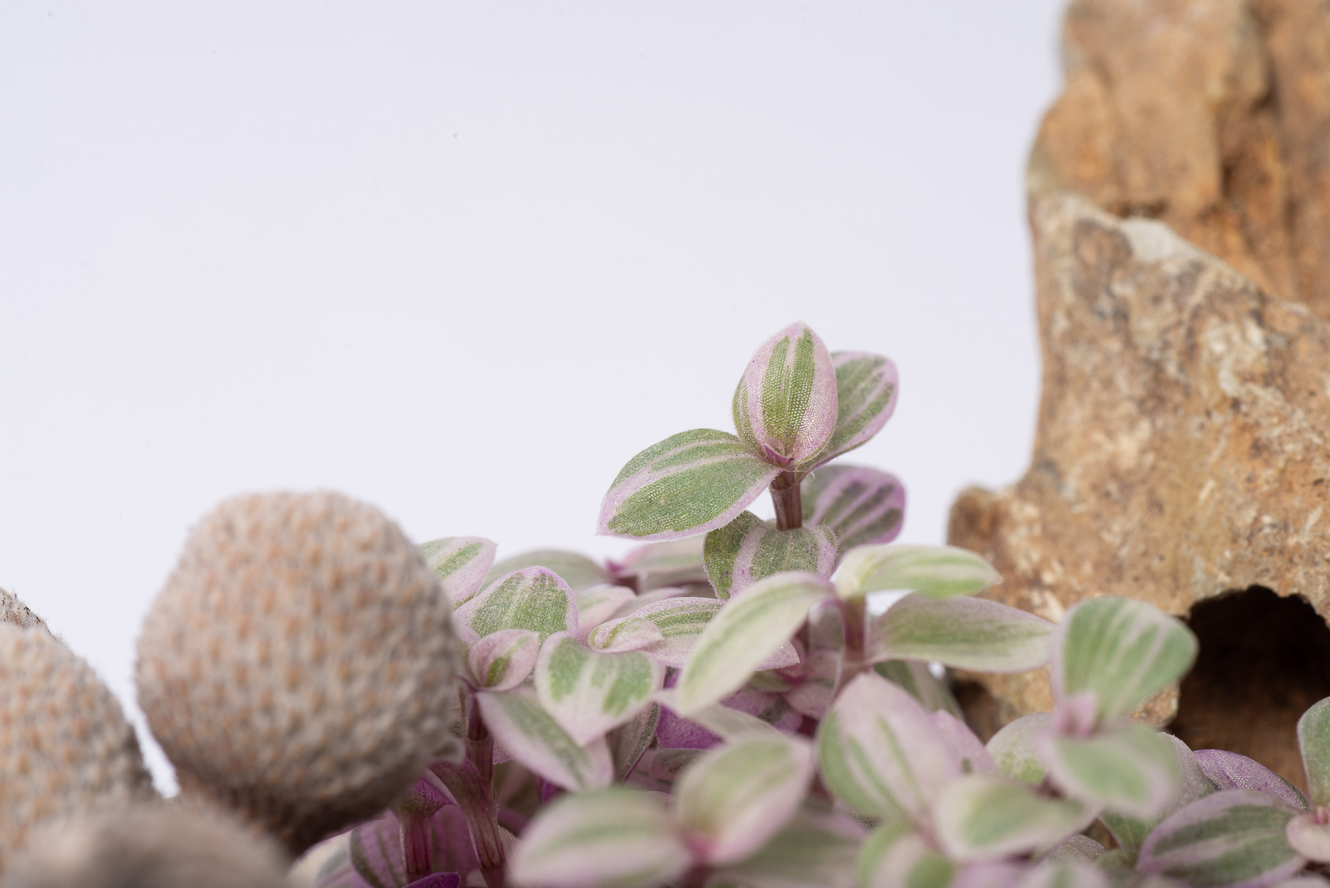 0527 每月一多肉胭脂雲-微距攝影葉片