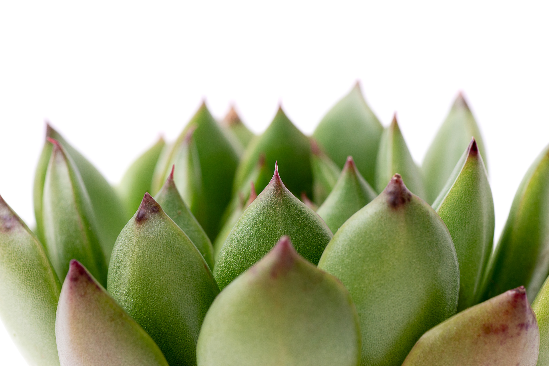 0624 每月多肉植物聖誕東雲-葉尖