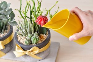 多肉植物組盆 雙盆組 開幕送禮 開店禮物 朋友開幕 澆水器