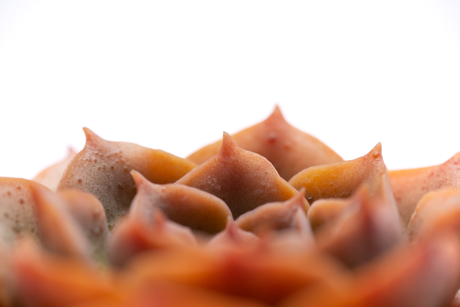 多肉圖鑑：黃金摩西 0729 每月一肉，黃金摩西 10