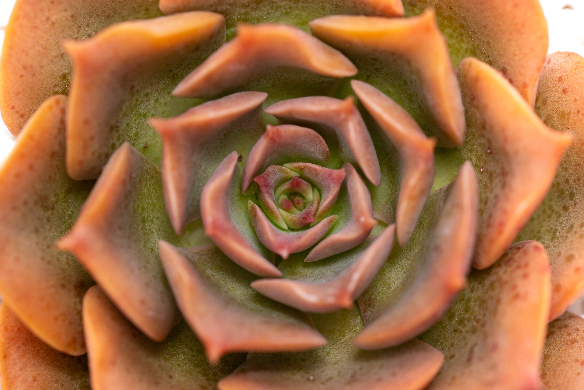 多肉圖鑑：黃金摩西 0729 每月一肉，黃金摩西 11