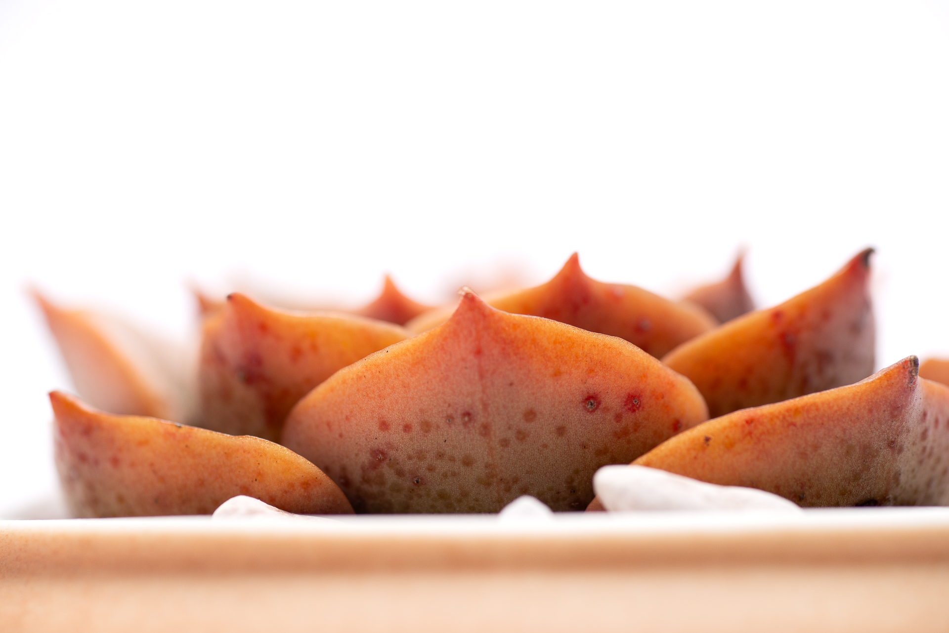 多肉圖鑑：黃金摩西 0729 每月一肉，黃金摩西 12