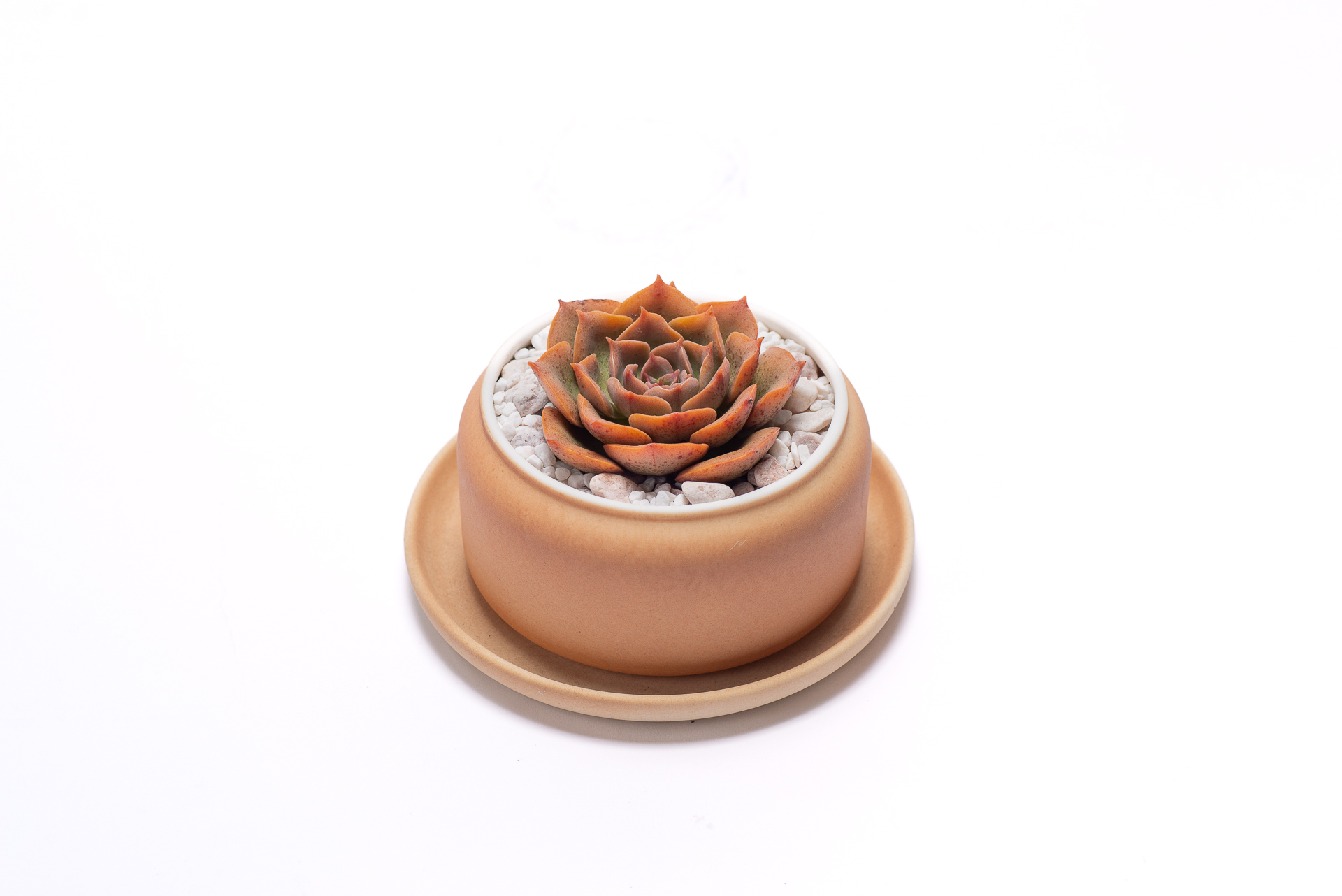 多肉圖鑑：黃金摩西 0729 每月一肉，黃金摩西 2