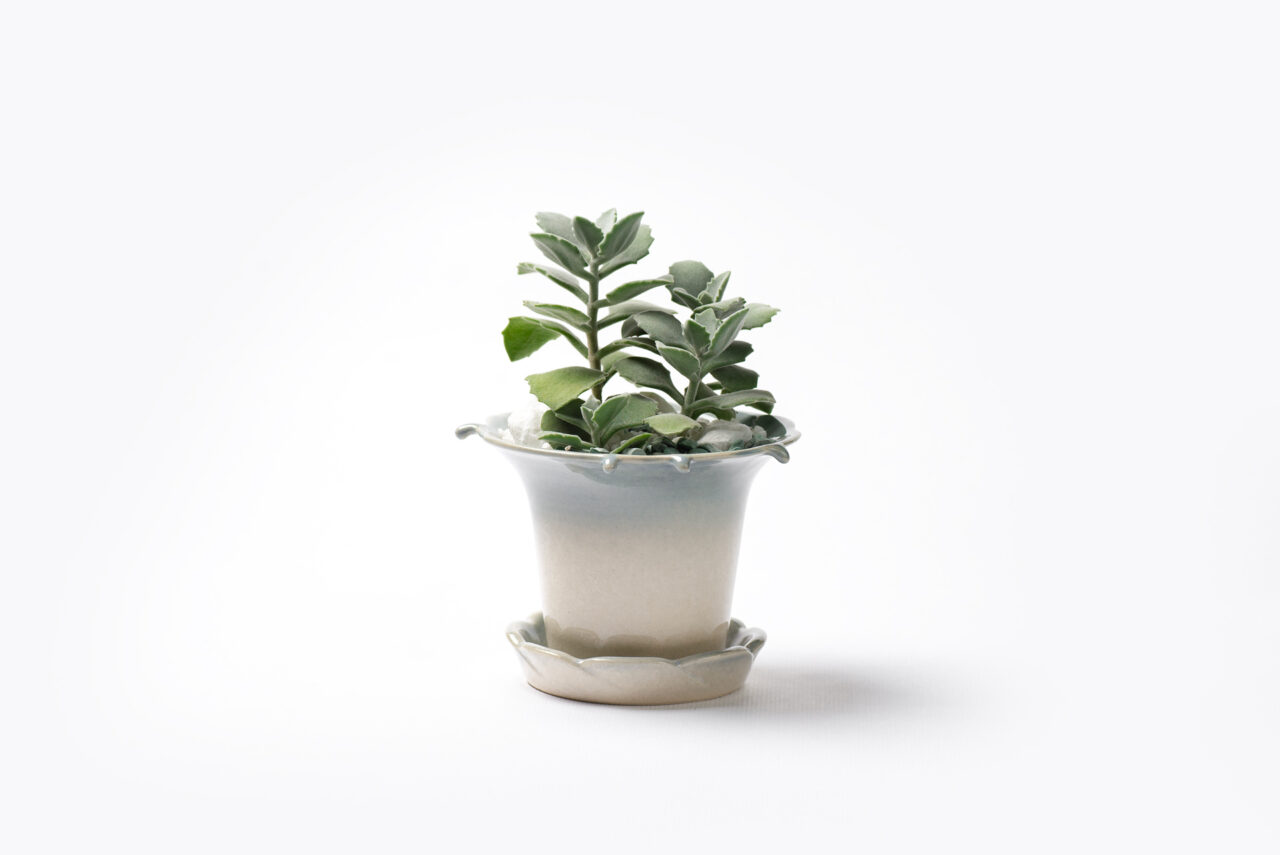 0822-每月一多肉千兔耳與許願池花盆