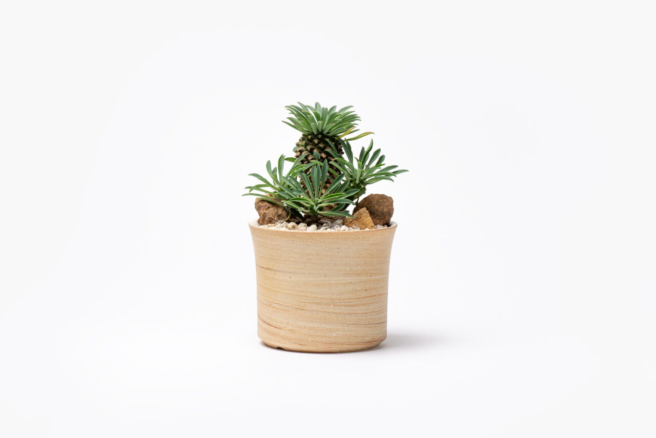 0822-每月一多肉怪魔玉與棕色陶器