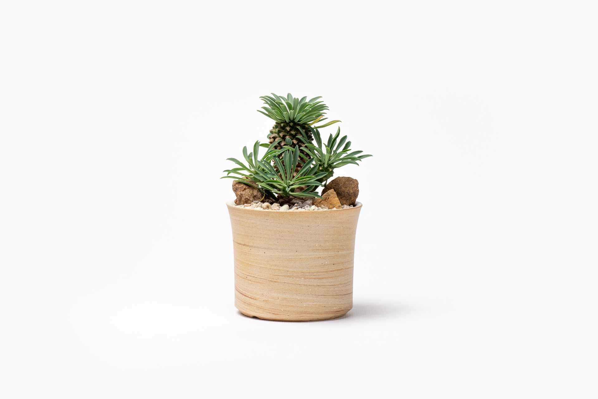 0822-每月一多肉怪魔玉與棕色陶器