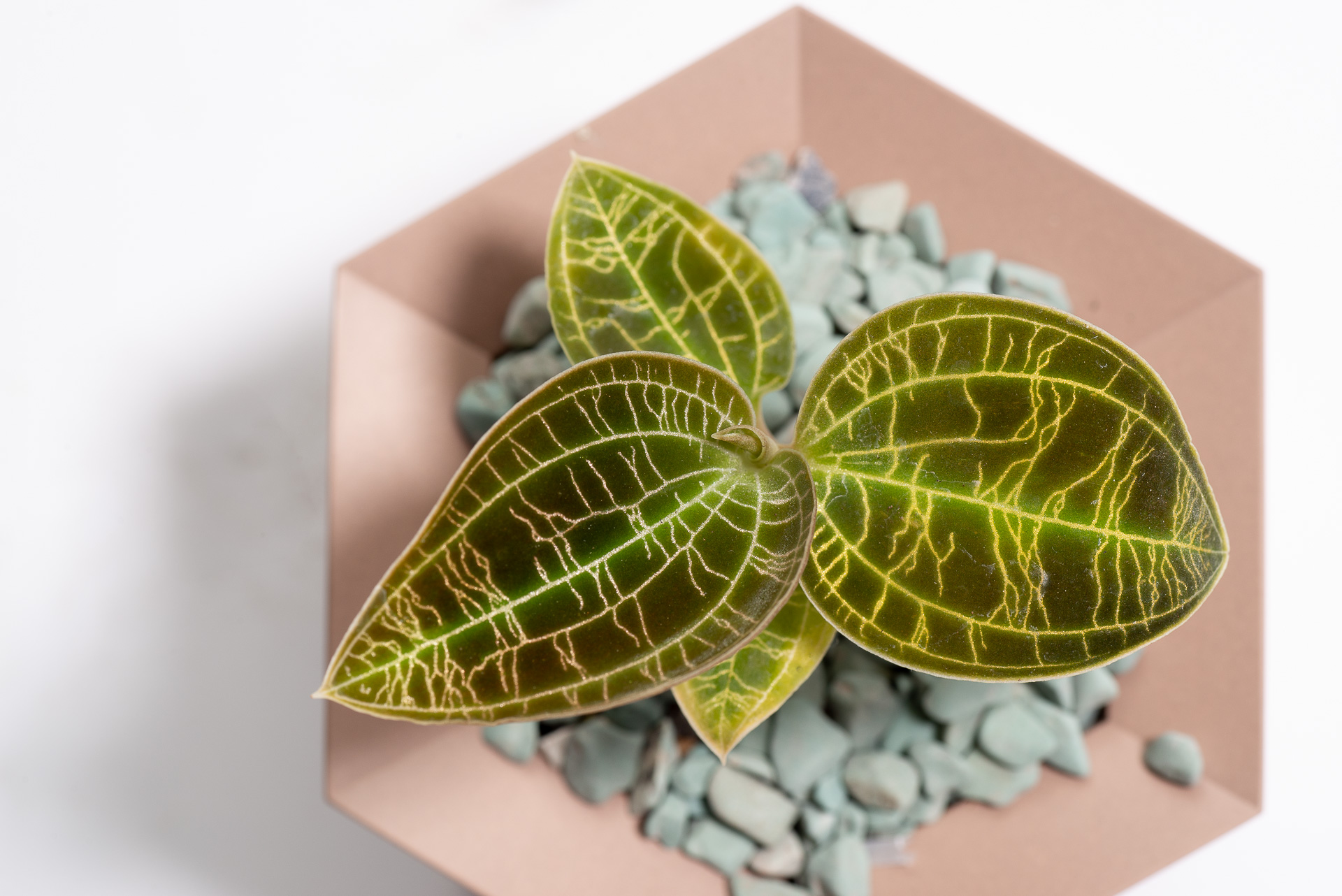 0827 每月一多肉寶石蘭-吸睛葉片