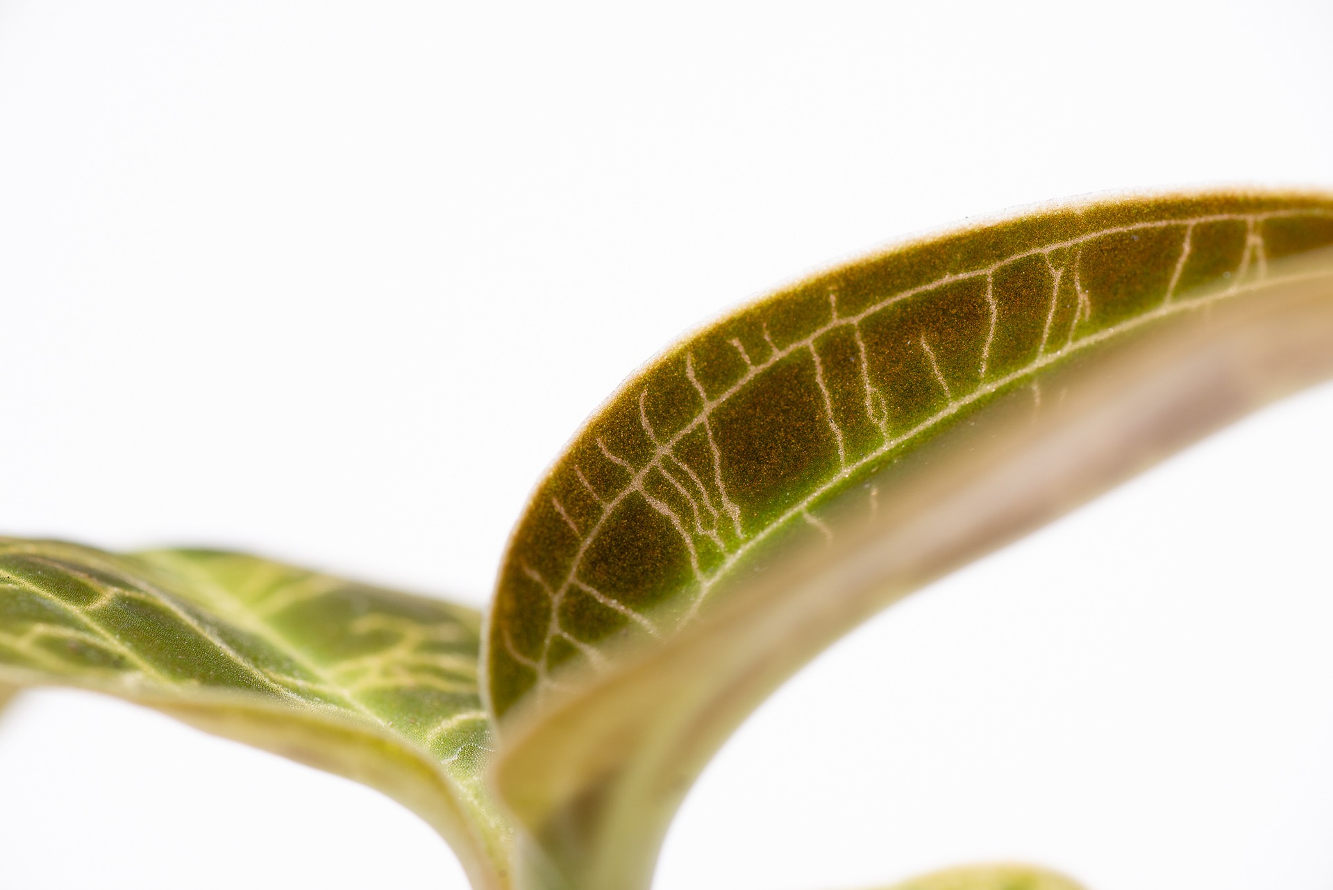 0827 每月一多肉寶石蘭-寶石閃電感紋路