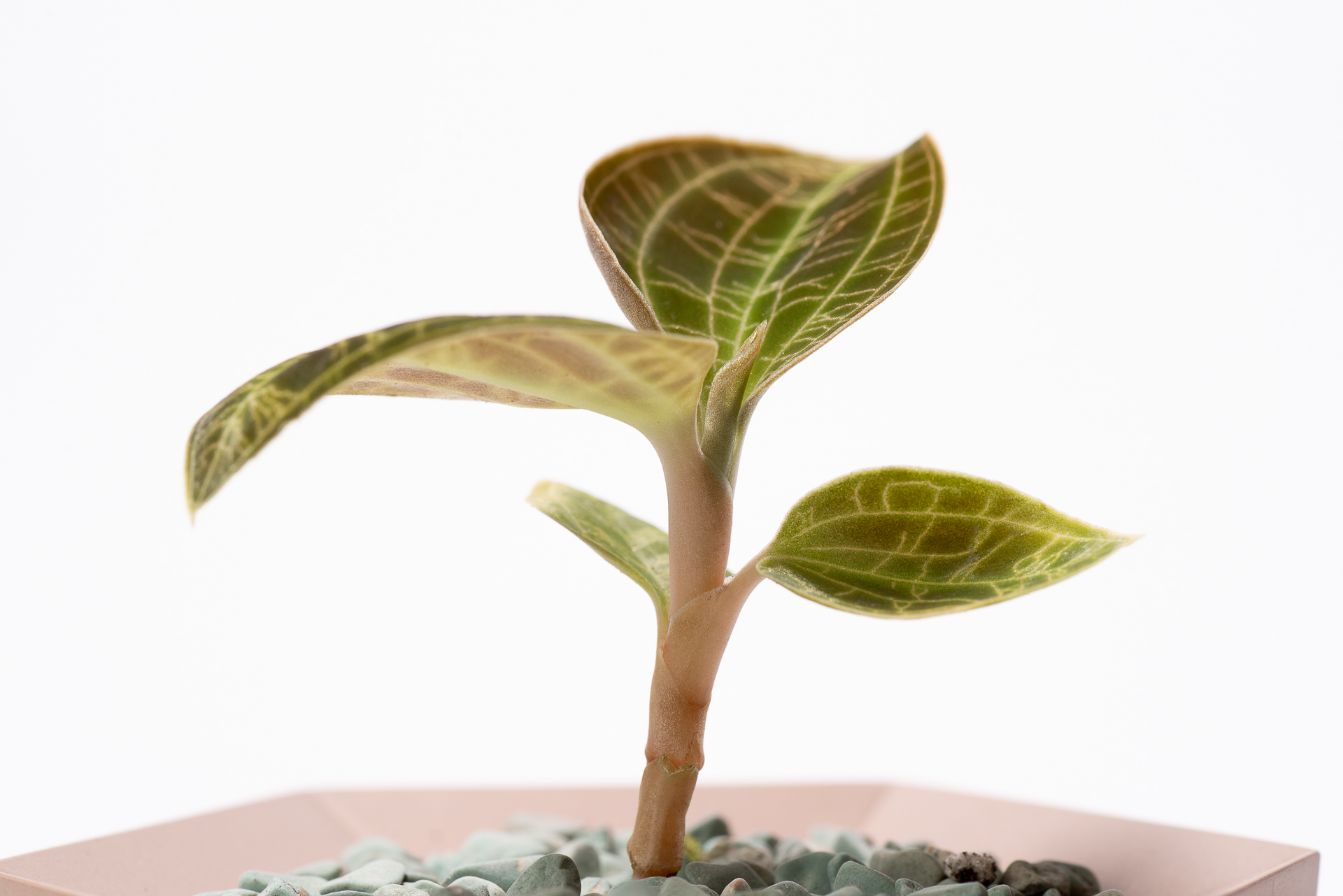 0827 每月一多肉寶石蘭-節間互生葉片