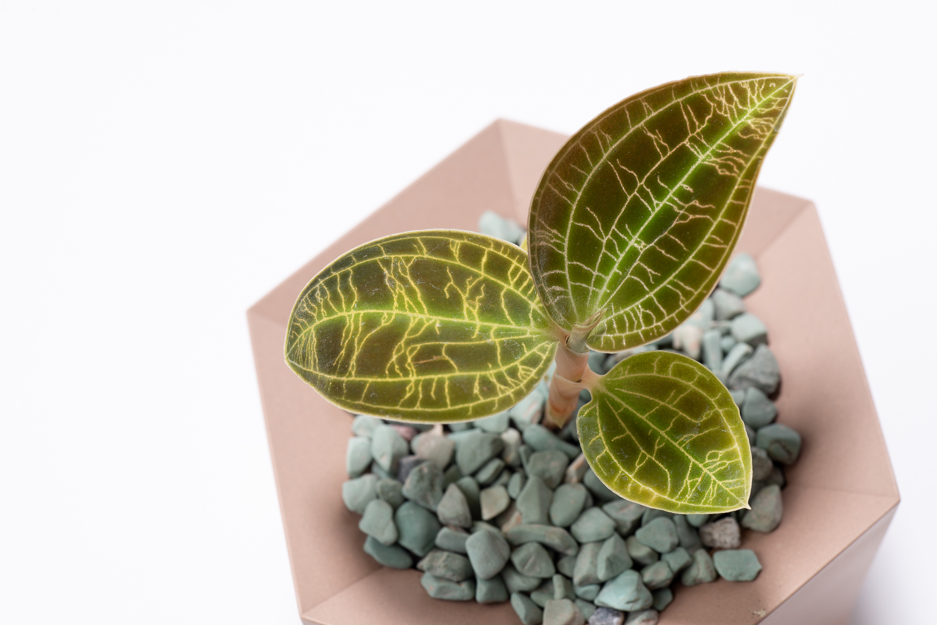 0827 每月一多肉寶石蘭-絨面葉片