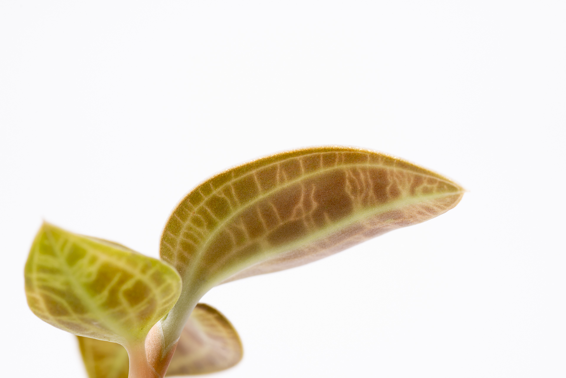 0827 每月一多肉寶石蘭-葉背