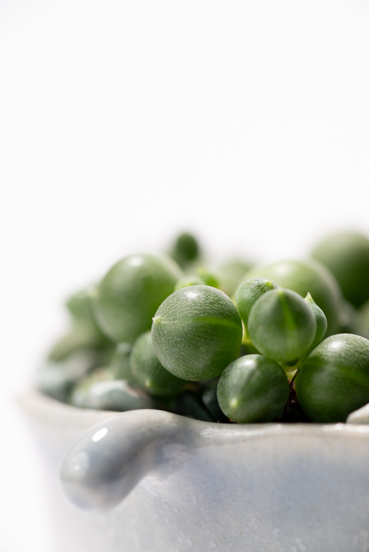 0827 每月一多肉綠之鈴-直式特寫