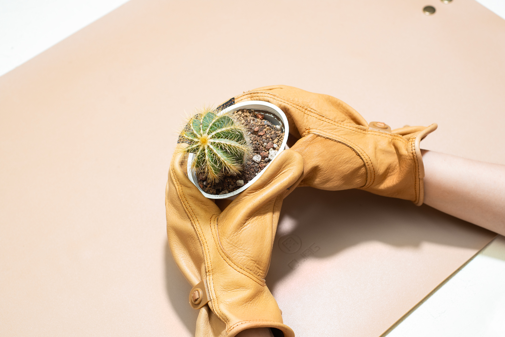 防刺手套替仙人掌換盆