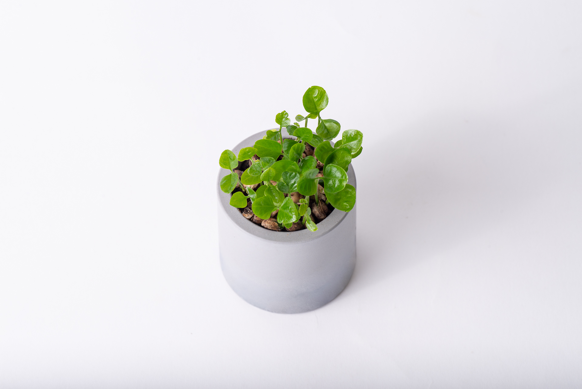 綠意盎然永續禮物