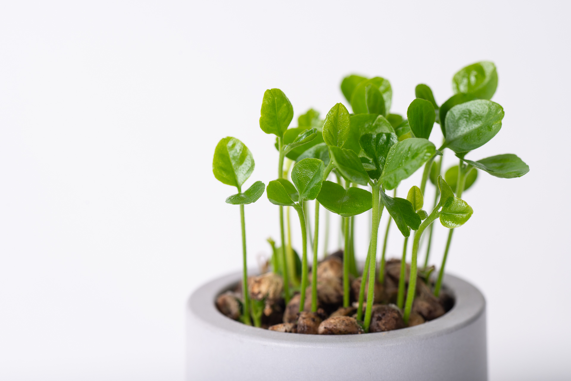 原生植物種盆栽