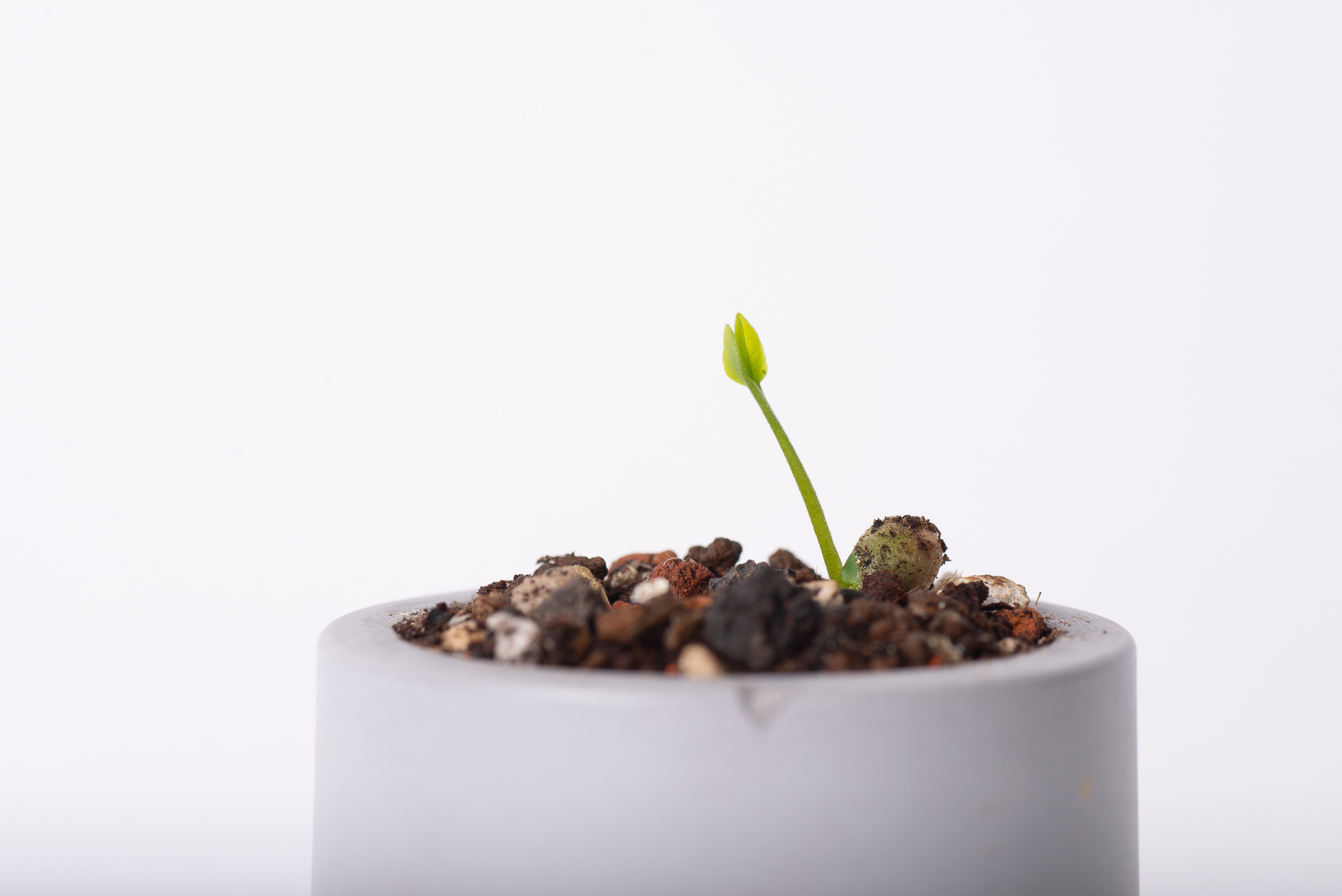 種子盆栽舒張莖與葉永續禮品